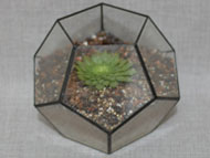 Dodecahedron Terrariums