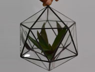 YNGT-13 Geometric Terrariums