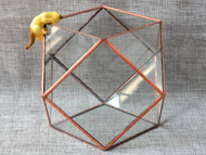 YNGT-16 Geometric Terrariums